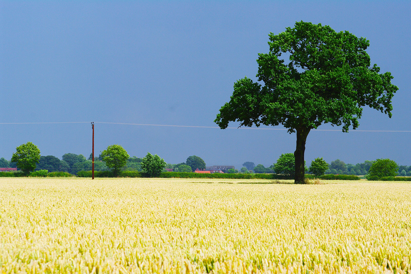 Crop field