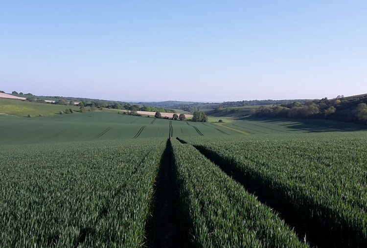 Almost half of the UK’s arable land is now looked after by an independent agronomist